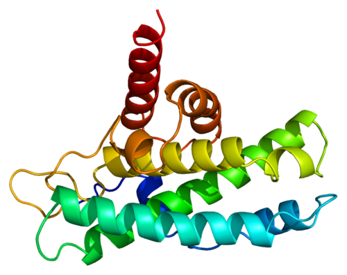 Retinoblastoma protein